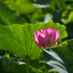 ［６］真夏の朝日に照らされて輝く蓮の花！！