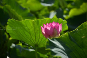 ［６］真夏の朝日に照らされて輝く蓮の花！！