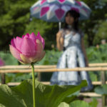 ［６］真夏の日差しと蓮の花と美しい女性と。
