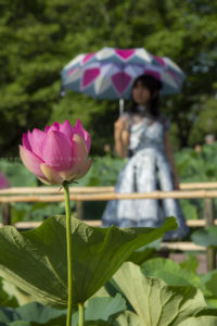 ［６］真夏の日差しと蓮の花と美しい女性と。