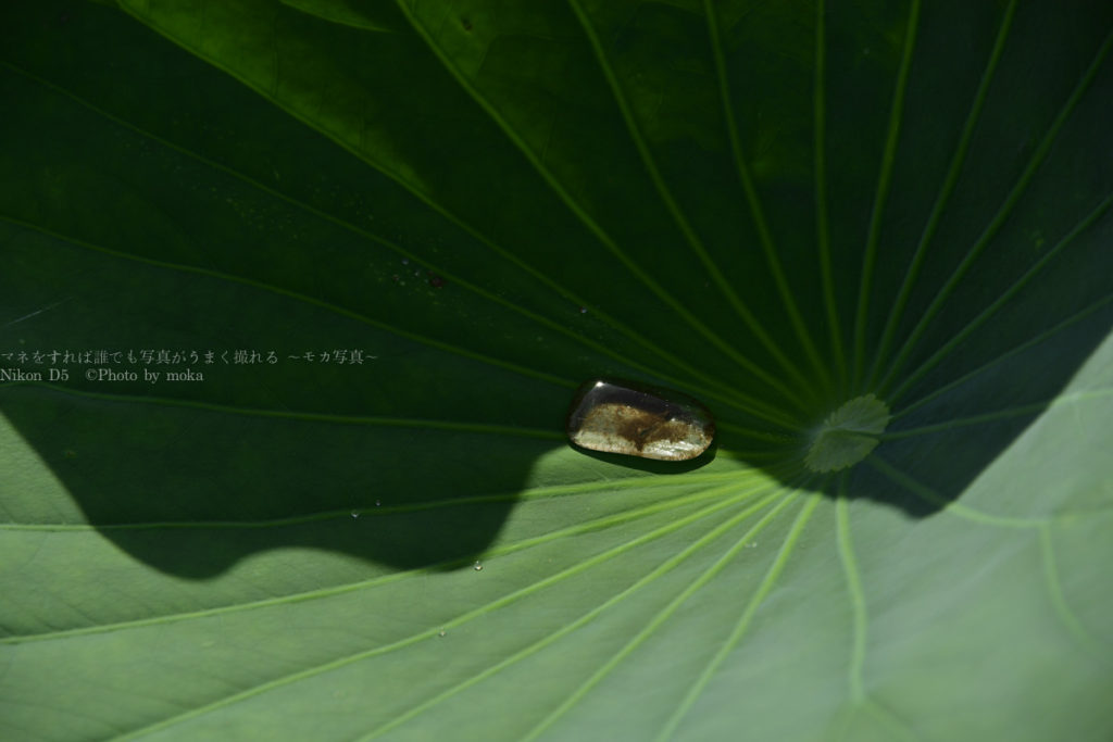 ［６］夏の日差しが作り出す、光と影