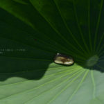 ［６］夏の日差しが作り出す、光と影