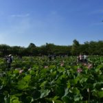 ［６］梅雨の開けた、真夏の週末は蓮の花を楽しもう！！
