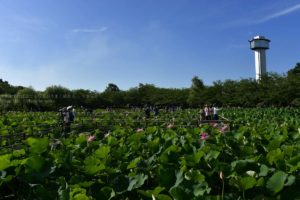 ［６］梅雨の開けた、真夏の週末は蓮の花を楽しもう！！