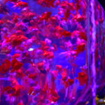 ［６］アートアクアリウムで幻想的な金魚に酔いしれる