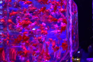 ［６］アートアクアリウムで幻想的な金魚に酔いしれる