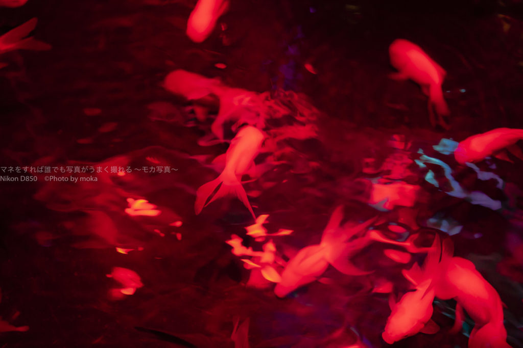 ［６］２０１８年アートアクアリウムをアーティスティックに。