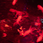 ［６］２０１８年アートアクアリウムをアーティスティックに。