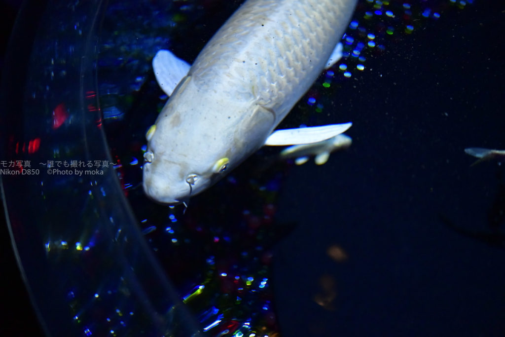 ［６］２０１８年のアートアクアリウムは錦鯉が目立つ！！