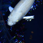 ［６］２０１８年のアートアクアリウムは錦鯉が目立つ！！