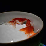 ［６］仲良く泳ぐ２匹、そしてチュウ・・・