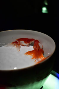 ［６］仲良く泳ぐ２匹、そしてチュウ・・・