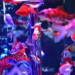 ［６］キラキラ輝く金魚鉢の世界