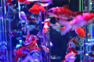 ［６］キラキラ輝く金魚鉢の世界