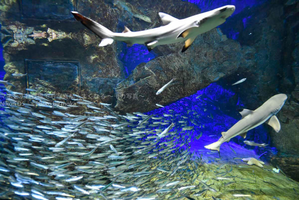 ［６］サンゴ礁の世界と青い海の世界