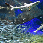 ［６］サンゴ礁の世界と青い海の世界