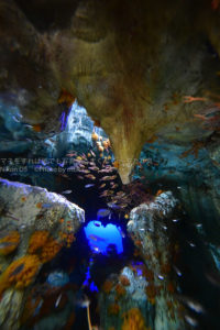 ［６］サンシャイン水族館を「世界の果てまでイッテQ！」風に撮影