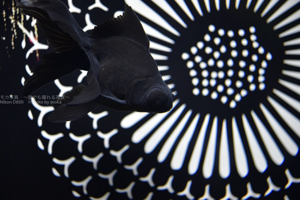 ［６］金魚花火の写真で日本の夏を演出