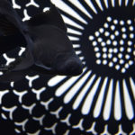 ［６］金魚花火の写真で日本の夏を演出