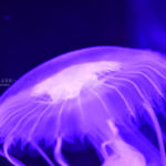 ［６］真夏の暑さを忘れさせてくれる涼し気なクラゲ写真を撮る！