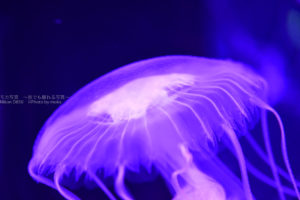 ［６］真夏の暑さを忘れさせてくれる涼し気なクラゲ写真を撮る！