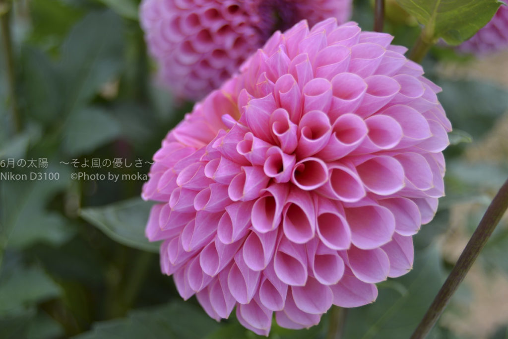 ［６］ゴージャスで美しい大輪の花、ダリア！！