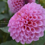 ［６］ゴージャスで美しい大輪の花、ダリア！！