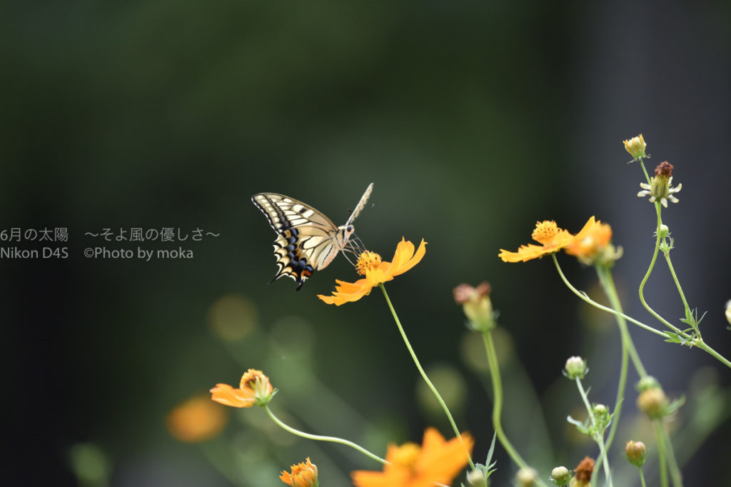 【夏から秋へ】秋の公園で季節の移り変わりを撮る！