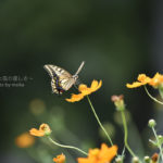 【夏から秋へ】秋の公園で季節の移り変わりを撮る!