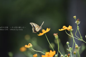 【夏から秋へ】秋の公園で季節の移り変わりを撮る!