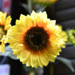 ［６］ひまわりの花は夏が似合う！！