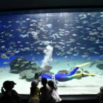 ［６］大水槽の一番の人気者は、スタッフのお姉さん！？