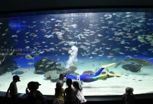 ［６］大水槽の一番の人気者は、スタッフのお姉さん！？