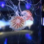 ［６］所変わればクラゲの姿も変わる！？