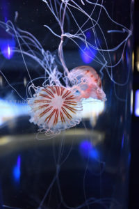 ［６］所変わればクラゲの姿も変わる！？