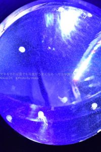 ［６］シャボン玉に閉じ込められたクラゲ！？