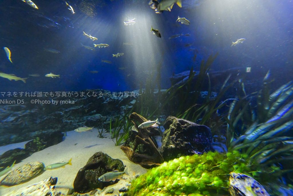 ［６］水族館スナップ撮影で光と影を追ってみた。