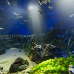 ［６］水族館スナップ撮影で光と影を追ってみた。