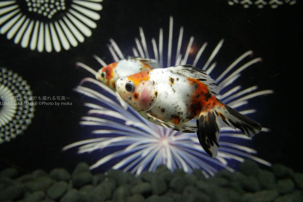 ［６］真夏の金魚花火