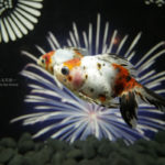 ［６］真夏の金魚花火