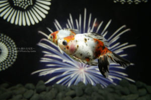 ［６］真夏の金魚花火