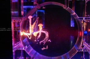 ［６］怪しげで幻想的なクラゲの姿