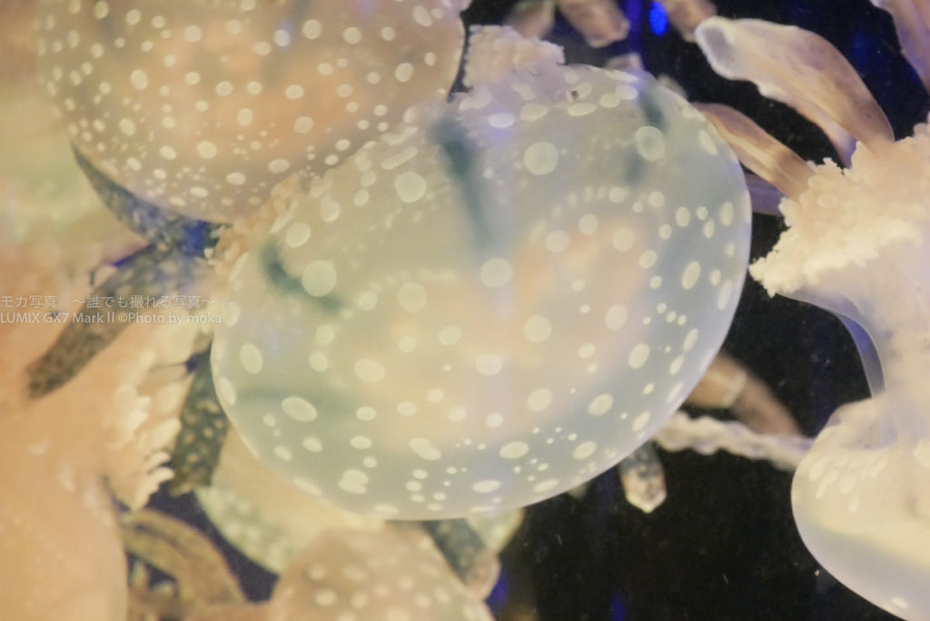 ［６］ズームレンズでクラゲ撮影！！