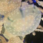 ［６］ズームレンズでクラゲ撮影！！