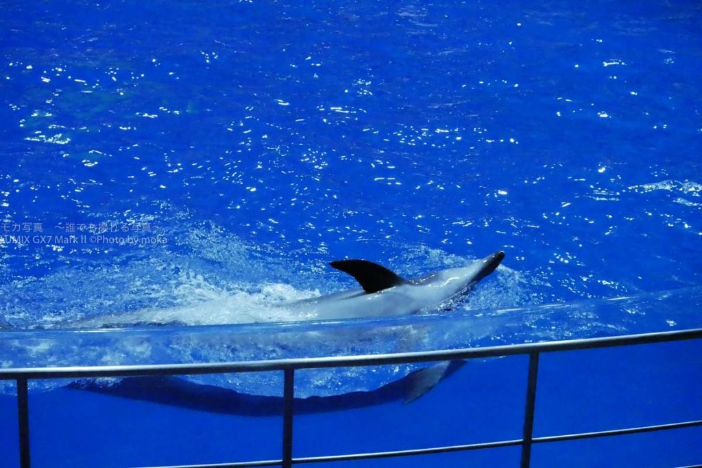 ［６］LUMIX GX7 Mark Ⅱを使ってイルカのナイトショーを撮影！！