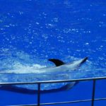 ［６］LUMIX GX7 Mark Ⅱを使ってイルカのナイトショーを撮影！！