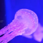 ［６］夏休みの水族館でクラゲの写真を撮る！！