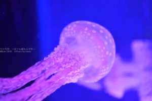 ［６］夏休みの水族館でクラゲの写真を撮る！！