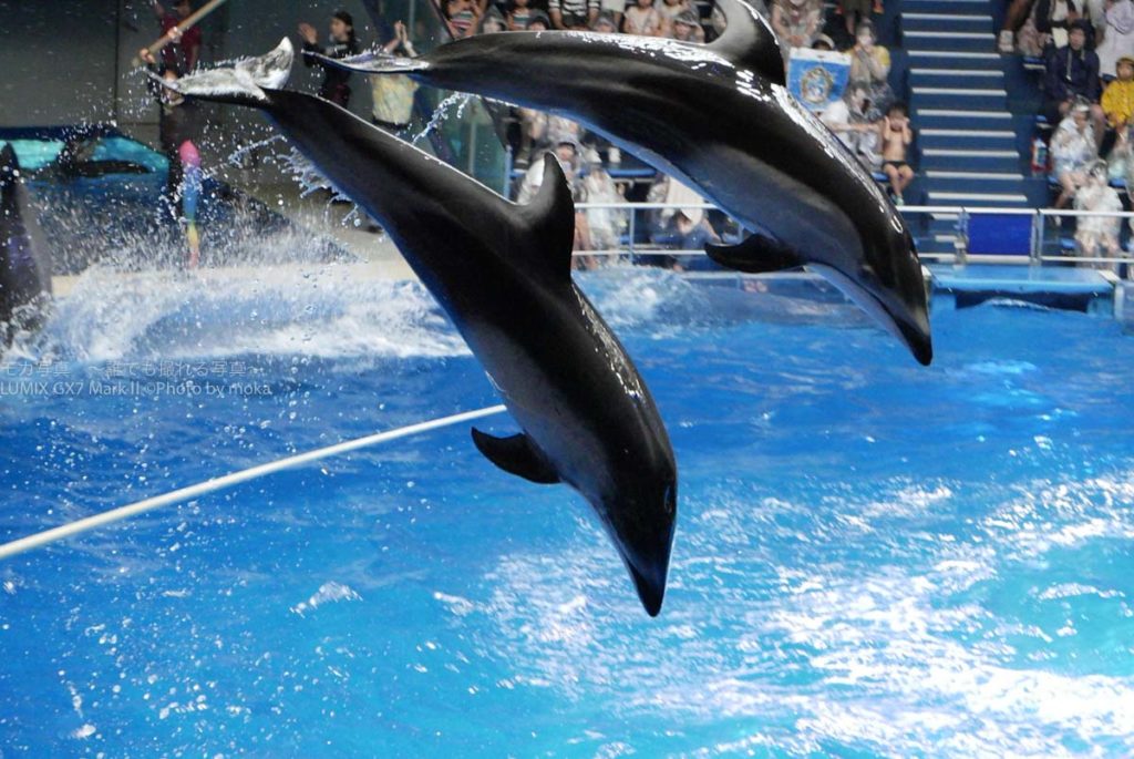 ［６］LUMIX GX7 MarkⅡ で、イルカのジャンプの一瞬を写し止める！！