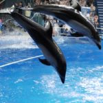 ［６］LUMIX GX7 MarkⅡ で、イルカのジャンプの一瞬を写し止める！！